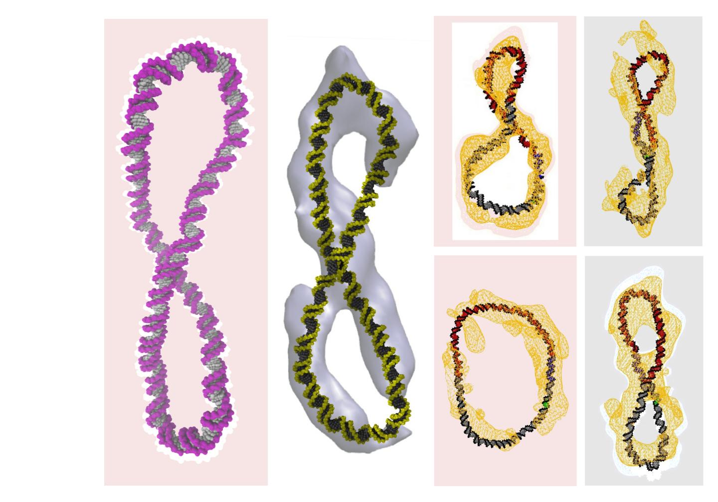 Structure of Supercoiled DNA (2 of 2)