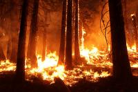 California Rim Fire
