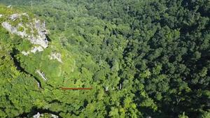 American chestnut documentary trailer