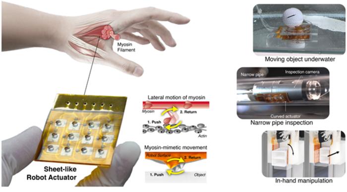 A robotic actuator inspired by myosin, a motor protein found in the human body