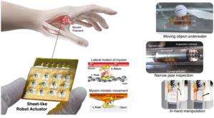 A robotic actuator inspired by myosin, a motor protein found in the human body