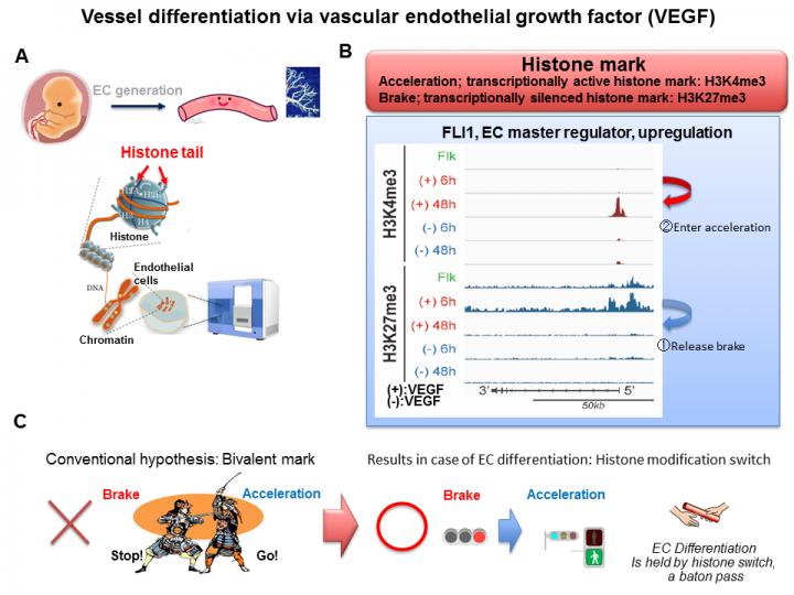 Blood vessel differentiation through vascular endothelial growth factor