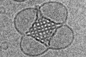 Cubosome