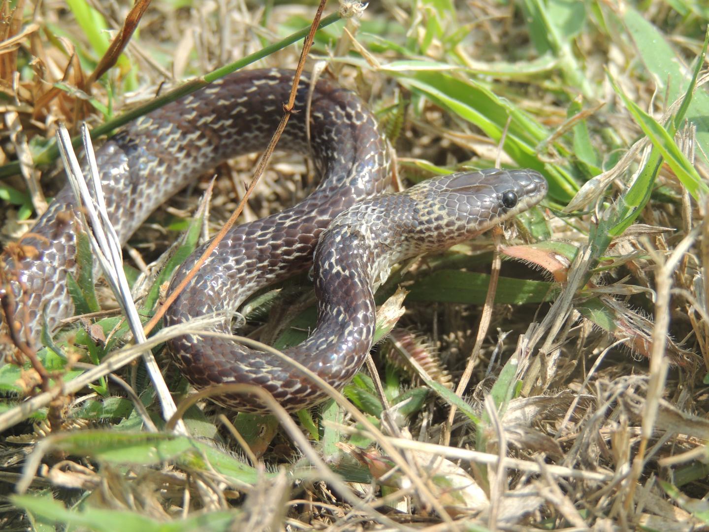 Wolf Snake