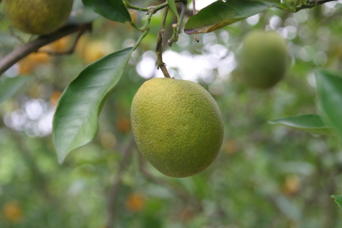 Greening-Resistant