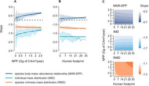 Relationship between species body mass and abundance (dark blue), individual mass distribution (light blue) and species-richness mass distribution (orange) in communities across one-degree cells as a function of global gradients of net primary productivit