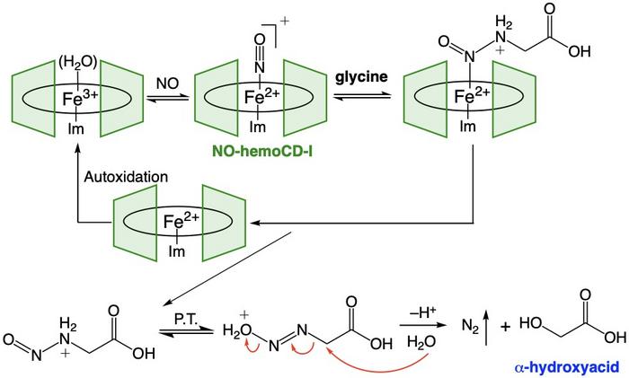 Chemistry behind N─N bond formation and denitrification on hemoCD
