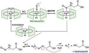 Chemistry behind N─N bond formation and denitrification on hemoCD