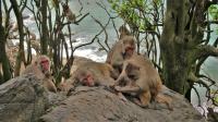 Rhesus Macaque