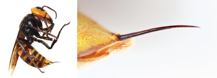 251204-Sugiura-Stings-Stinger