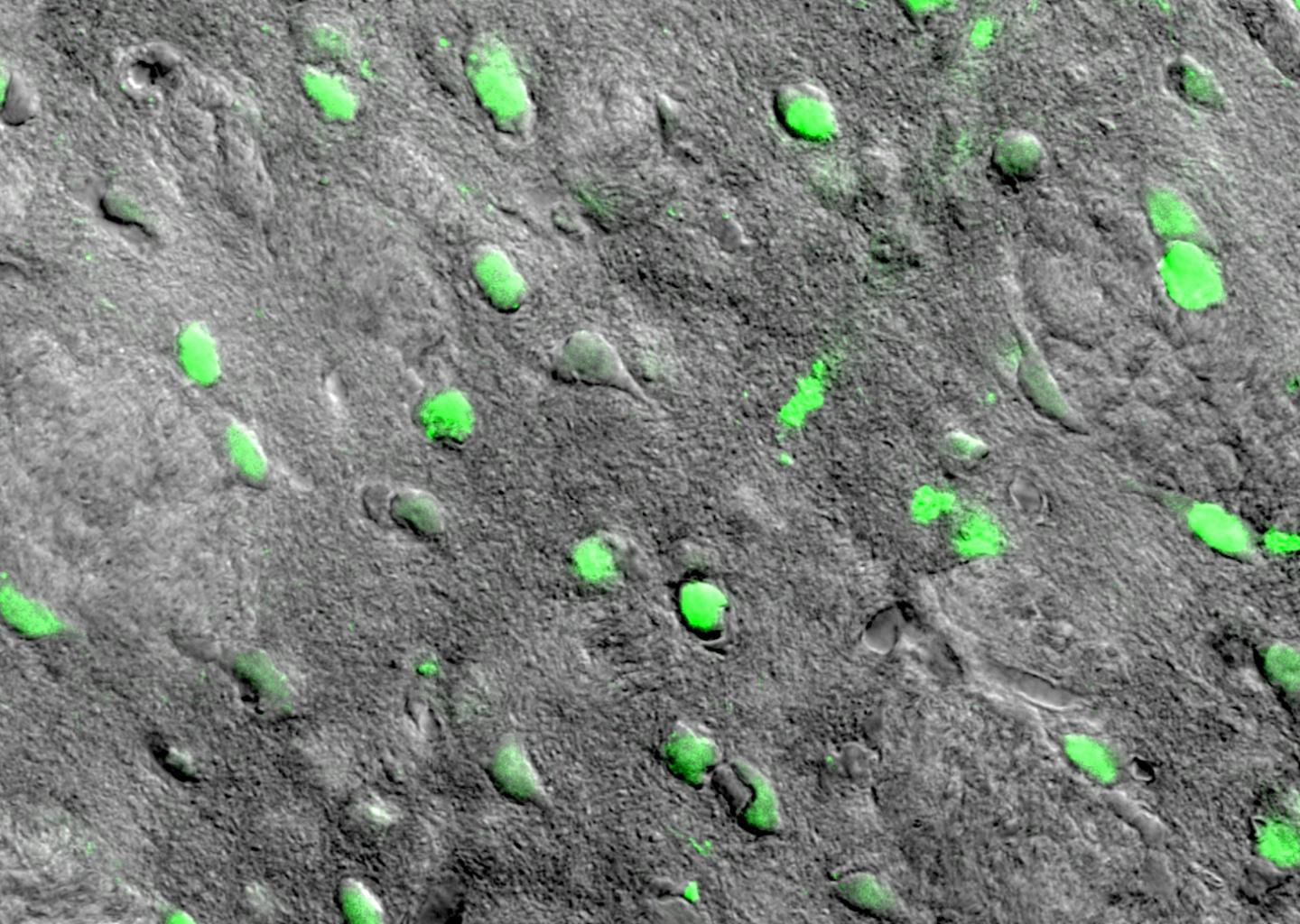 Targeted Cells