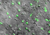 Targeted Cells