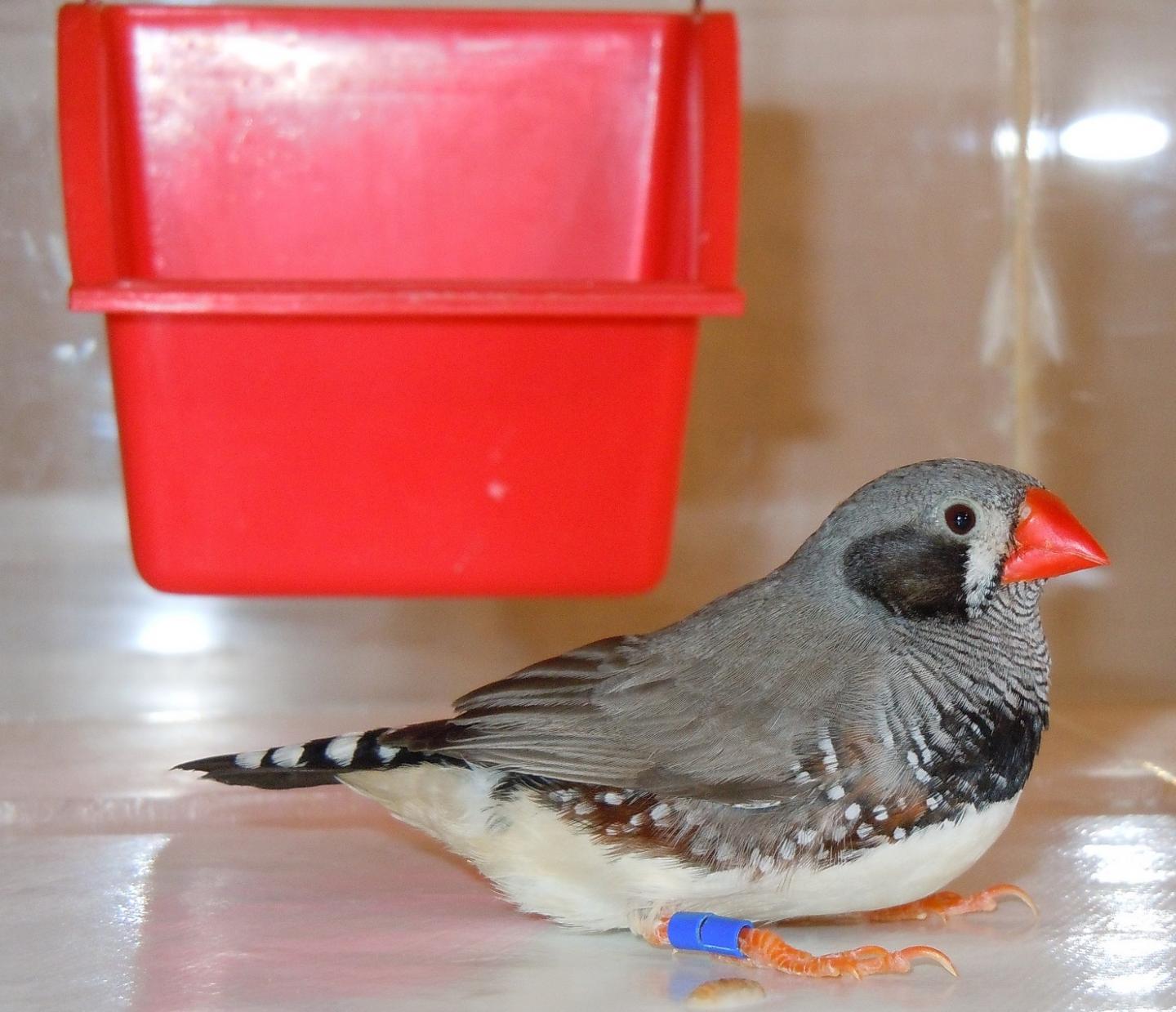 Zebra Finch