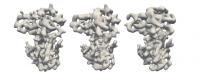 Figure 3 Original Retinoblastoma Protein