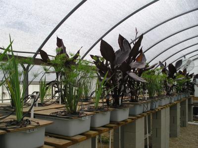 Nutrient Recirculation System