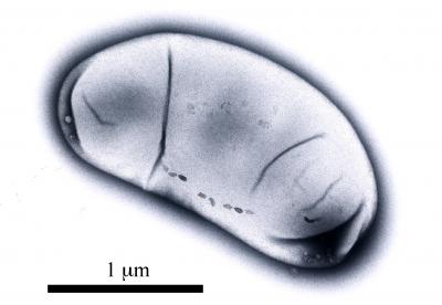 Magnetotactic Bacterium, <i>Desulfovibrio magneticus</i> strain RS-1
