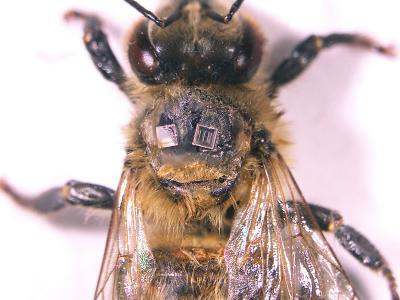Radio Frequency Tracking of Individual Honey Bees