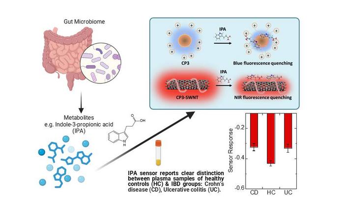 Schematic of the fluorescent nanosensor platform showing rapid detection of indole-3-propionic acid (IPA) and differentiation between healthy and diseased samples.
