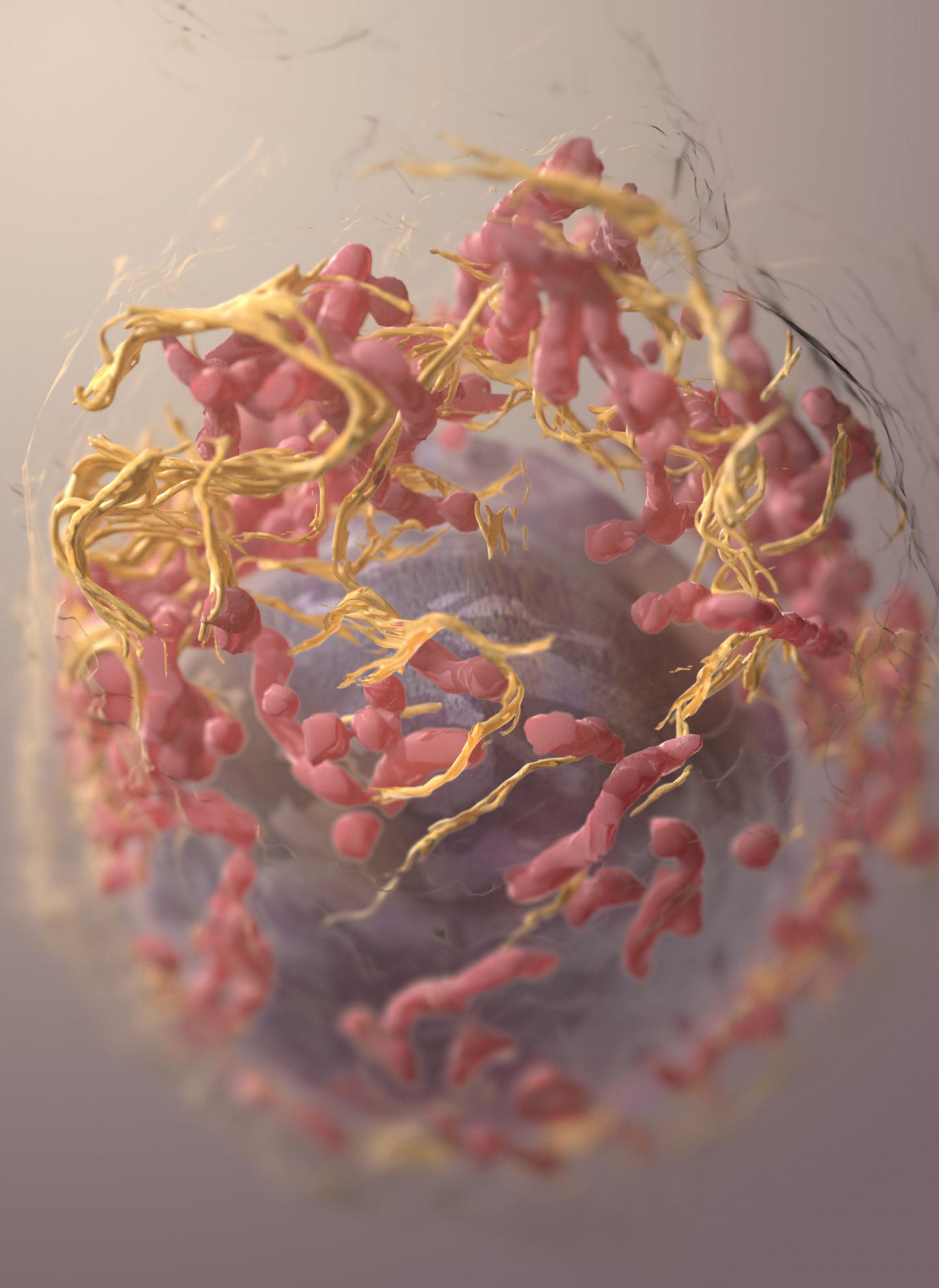 Melanoma Cell