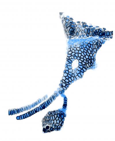Joint Cells
