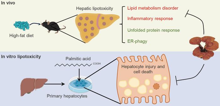 Ganoderma lucidum Alleviates High-fat Diet-induced Hepatic Lipotoxicity via Modulating the Unfolded Protein Response and Endoplasmic Reticulum-phagy