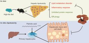 Ganoderma lucidum Alleviates High-fat Diet-induced Hepatic Lipotoxicity via Modulating the Unfolded Protein Response and Endoplasmic Reticulum-phagy