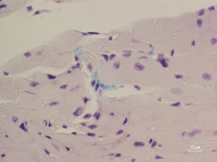 Immunohistochemical staining of the mouse left atrium