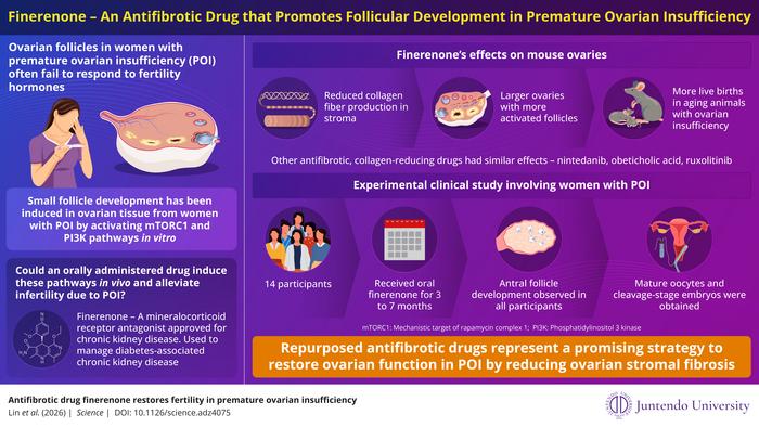Finerenone – An antifibrotic drug that counters premature ovarian insufficiency