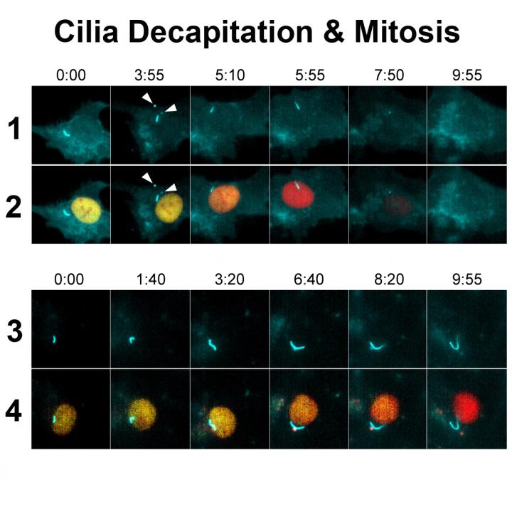 Cells