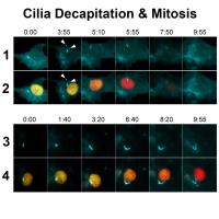 Cells