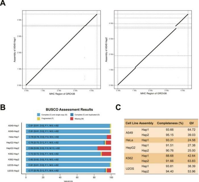 Assessment of the haplotype-resolved MHC assemblies of the tumor cell lines.
