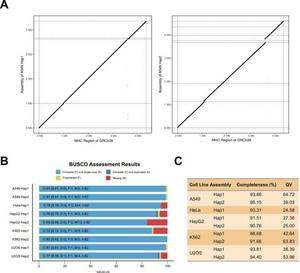 Assessment of the haplotype-resolved MHC assemblies of the tumor cell lines.
