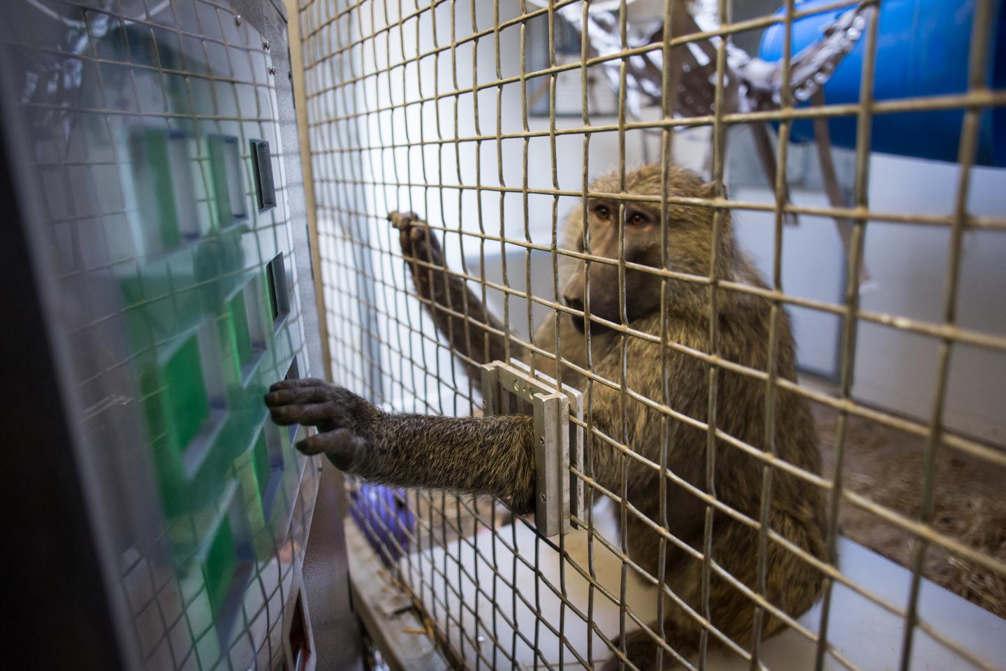 Baboon