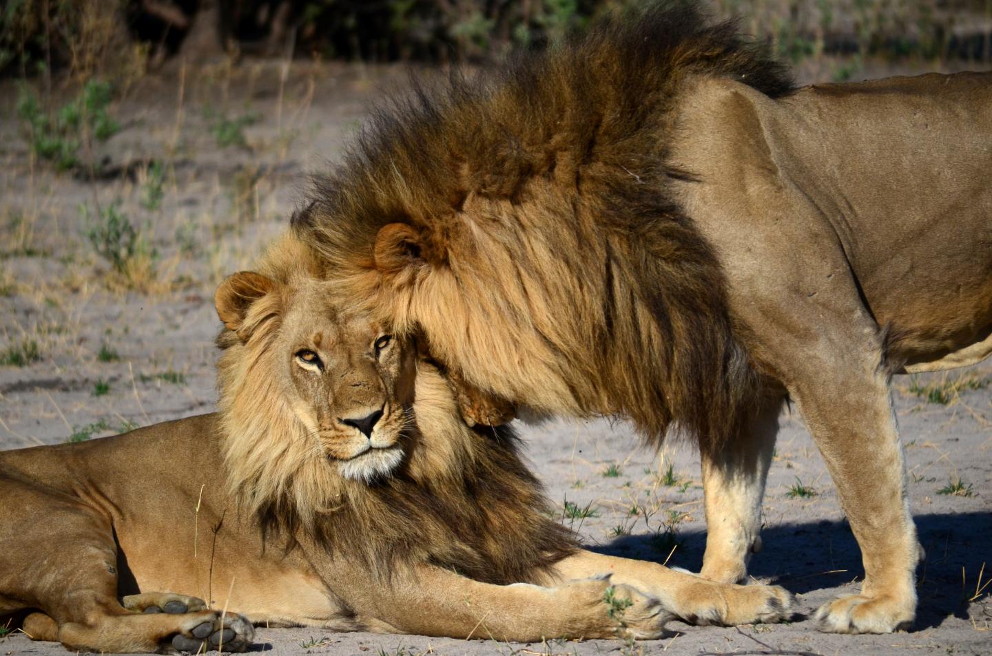 Male Lions