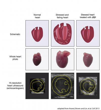 JQ1 Heart Images