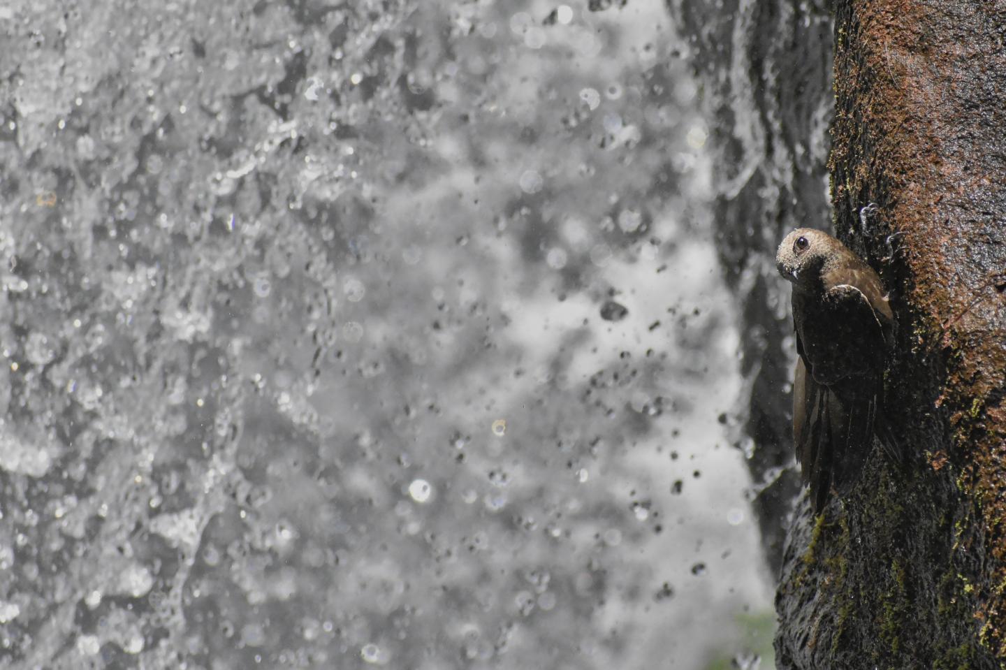 Overall student winner: Waterfall Swift