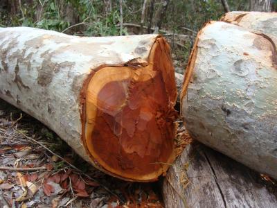 Tree Downed by Logging in Madagascar