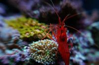 Peppermint Shrimp