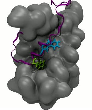 Animation of the Interaction Process