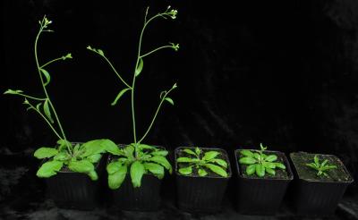 <i>Arabidopsis</i>