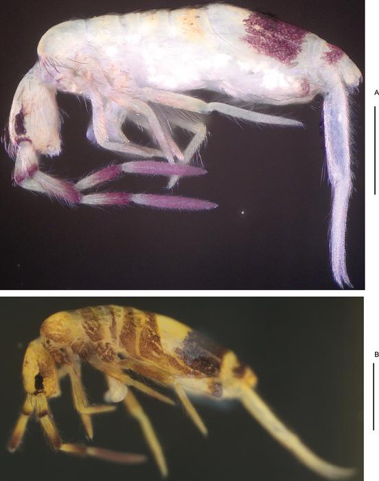 Lepidosira wuxiensis