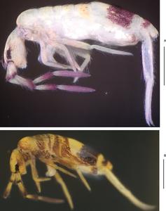 Lepidosira wuxiensis