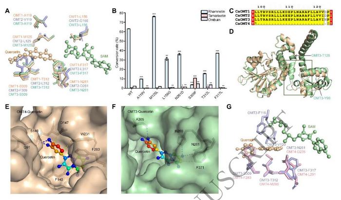Comparison of the substrate-binding pockets of CaOMTs.