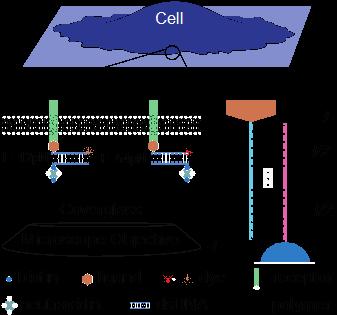 Schematic of the Multiplex TGT Experimental Setup