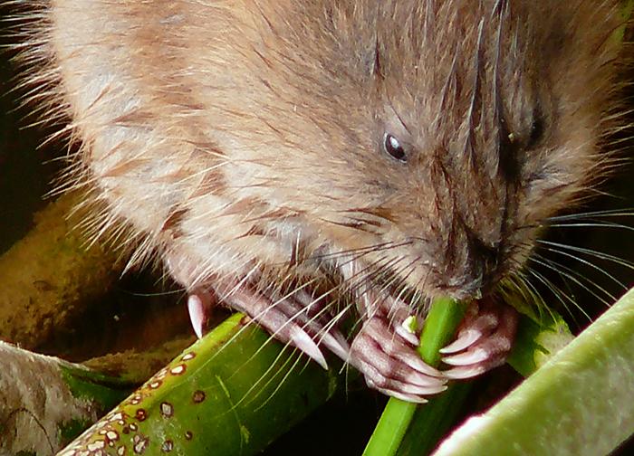 Cat Disease Endangers Muskrats