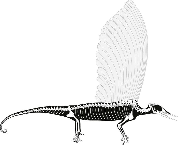 The skeleton of Mirasaura