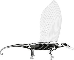The skeleton of Mirasaura
