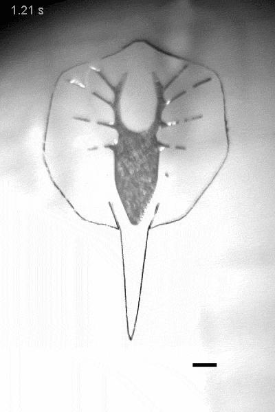 The Debut of a Robotic Stingray, Powered by Light-Activated Rat Cells (9 of 18)