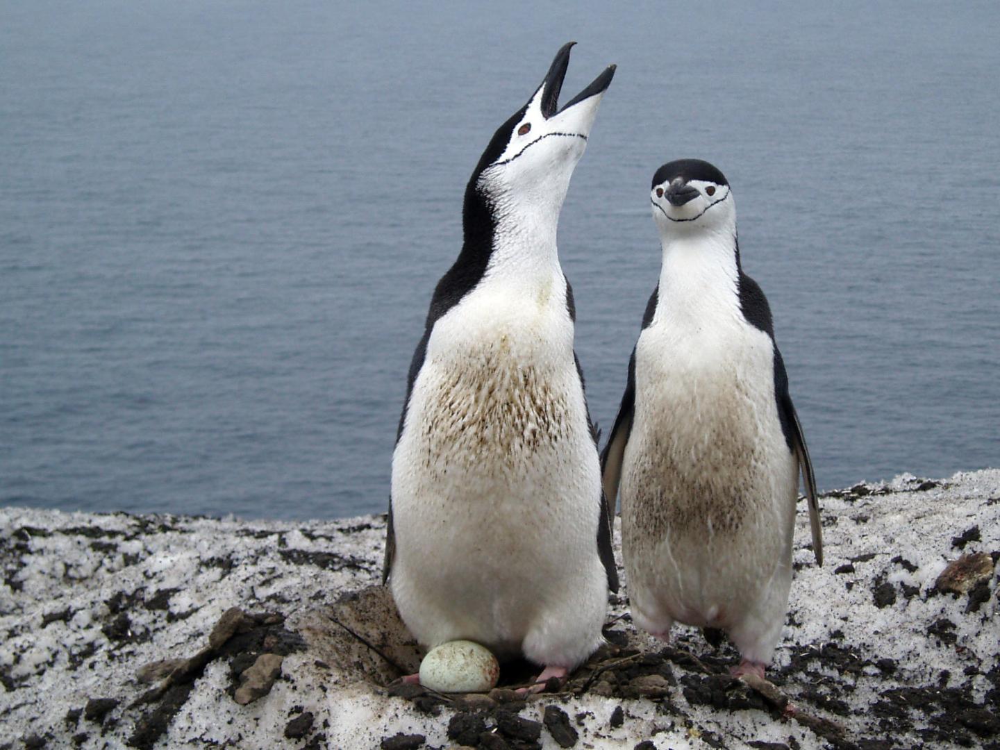 Chinstrap Penguins