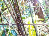 Cambodian Rattan Species <i>Calamus kampucheaensis</i>